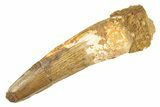 Fossil Spinosaurus Tooth - Real Dinosaur Tooth #266032-1